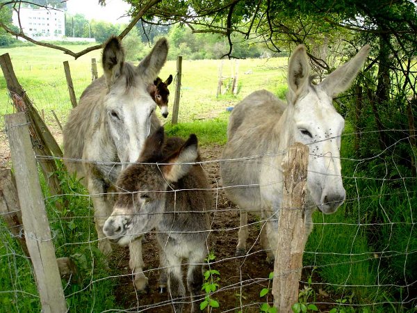 3 burros detrás de un cercado. Casa rural Enkartada. Sopuerta. El burro encartado en extinción.